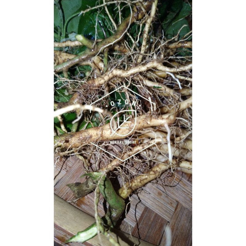 

Akar Sidaguri Segar Kemasan 1kg