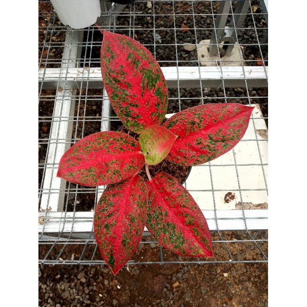 Aglonema Super Red stardust Menor