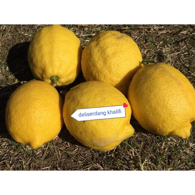 

JERUK LEMON IMPORT