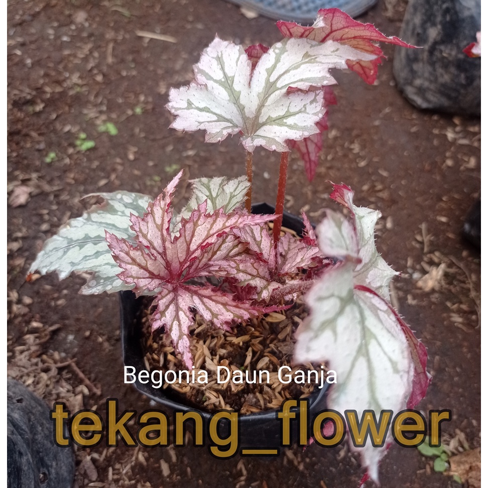 Begonia Daun Ganja