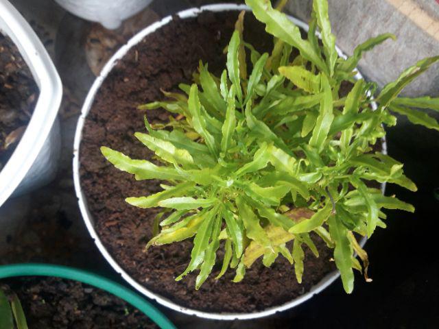 Tanaman Hias Brokoli Kuning/akasia Kuning