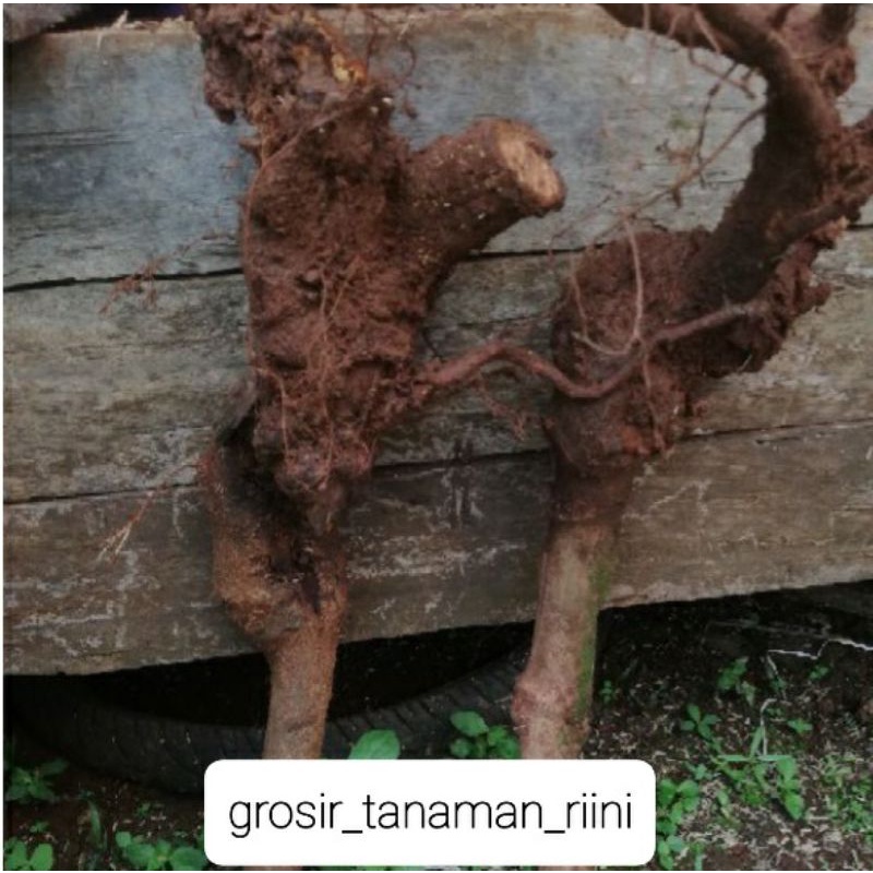 bahan bonsai dongkelan kaliandra