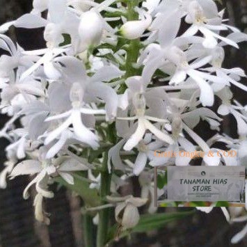PROMO COD anggrek tanah calanthe triplicata / calanthe putih (tanaman hidup bunga hidup cantik cantik murah kembang hidup asli