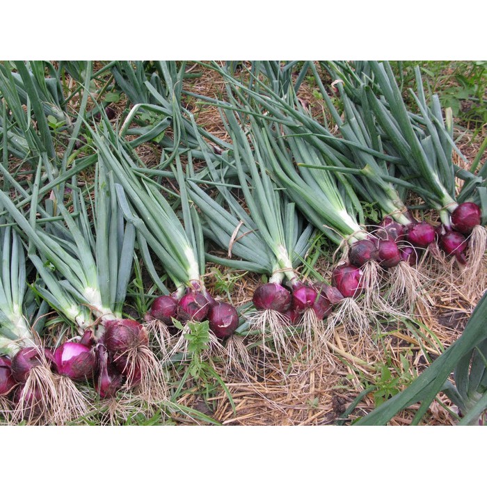 Benih/Biji Bawang Merah