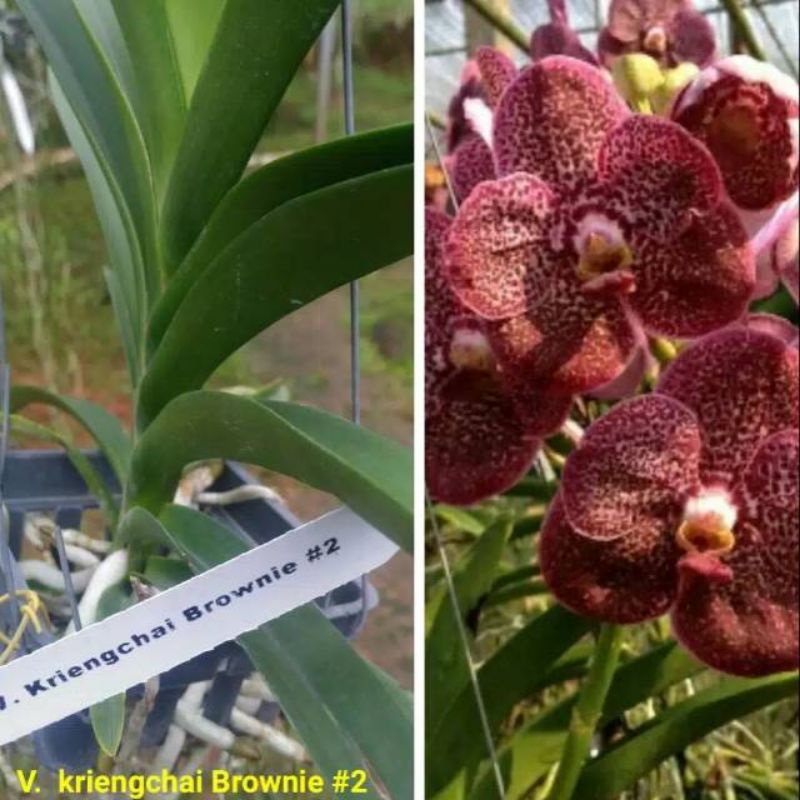 anggrek Vanda Kriengchai brownie dewasa - Vanda pure wax pink