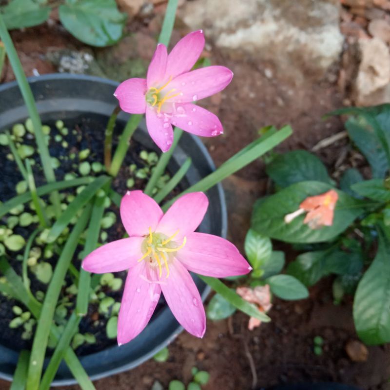 tanaman hias bunga lili pink / lili merah muda