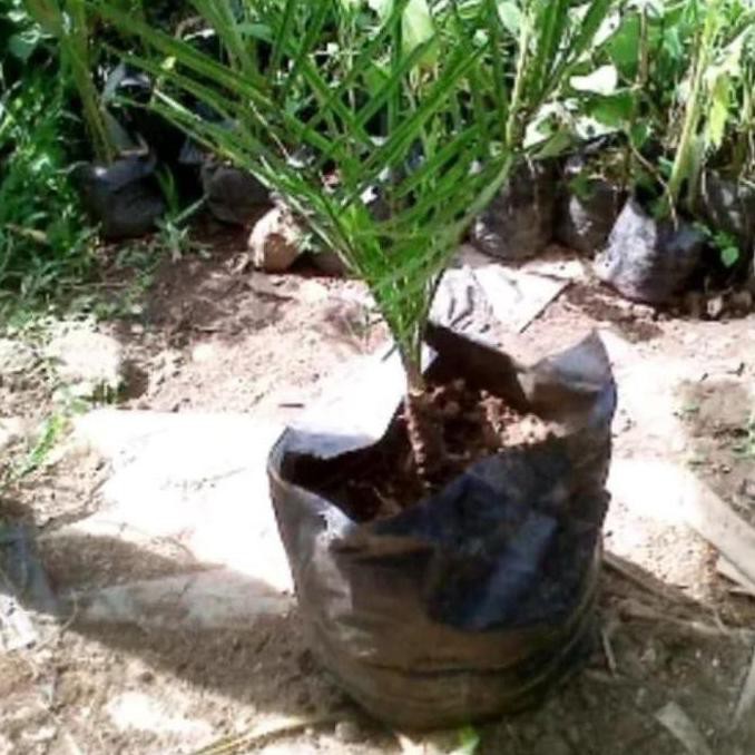#_# Bibit Tanaman Buah Kurma Hybrida/Pohon Kurma