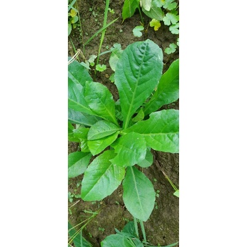 

Daun daun sawi hutan segar per 500 grm