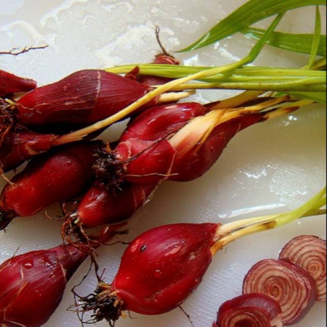 

Bawang dayak hutan Kalimantan