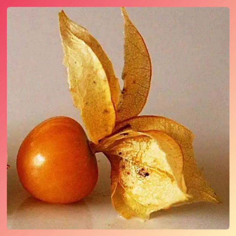 Benih CIPLUKAN JUMBO