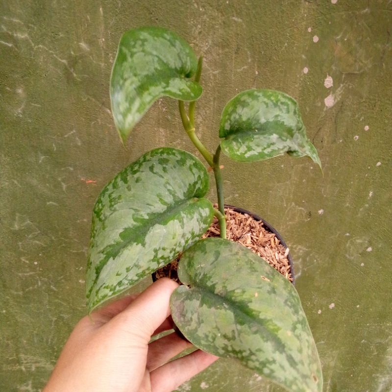tanaman scindapsus pictus exostica