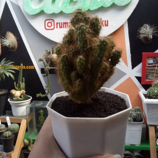 Kaktus cereus jamacaru