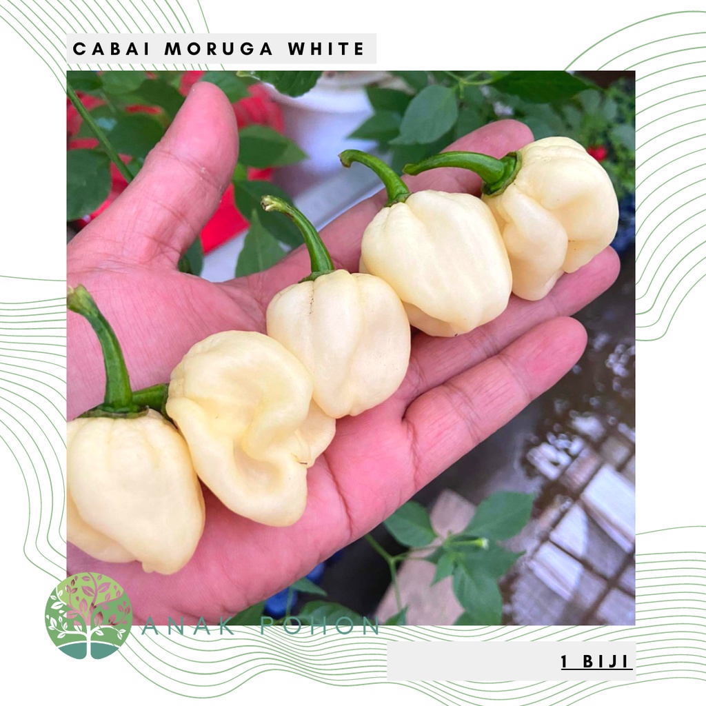 Benih Bibit Biji - Cabai Moruga White Cabe Putih Super Pedas Pepper Seeds