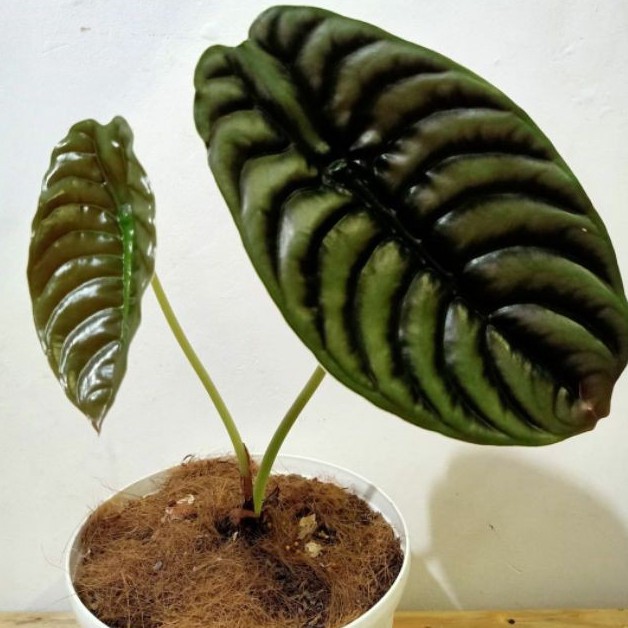 Tanaman hias Alocasia cuprea /  keladi tengkorak hitam