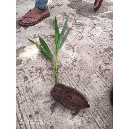 kelapa minion, kelapa bonsai,kelapa kerdil