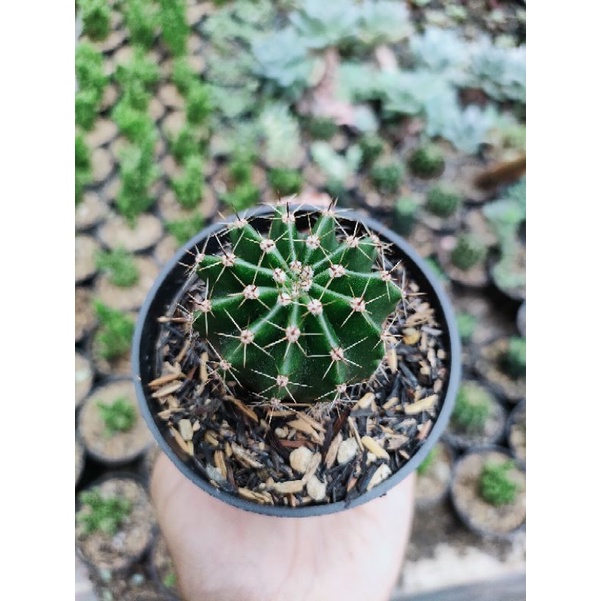 Kaktus ownroot ecinopsis mini + pot hitam