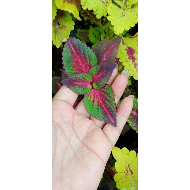 tanaman hias miana stek batang 20 jenis/bunga caleus/iler/jawe kotok/