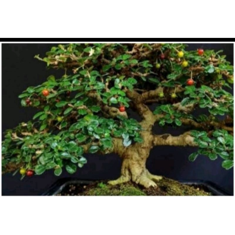 bahan bibit bonsai hokianti micro murah