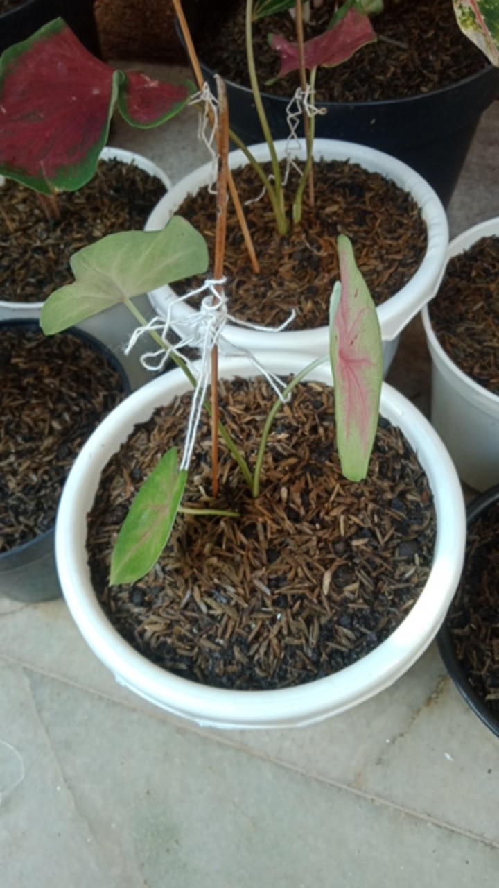 Keladi/caladium Sexy Pink