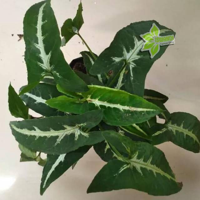 syngonium wendlandii - syngonium wendlandii - tanaman hias gantung - hiasan taman - syngonium