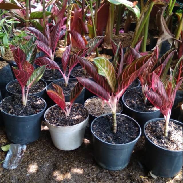 Pride Of Sumatera Tanaman Hias Aglaonema Red Sumatera