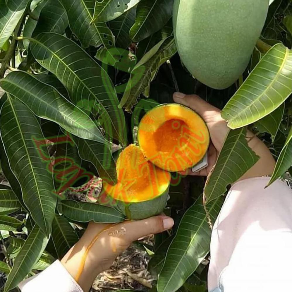 N4Wf I1N Bibit Tanaman Buah Mangga Alpukat Terl@R1S