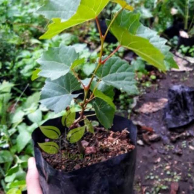 Bibit pohon anggur tanaman pohon buah anggur