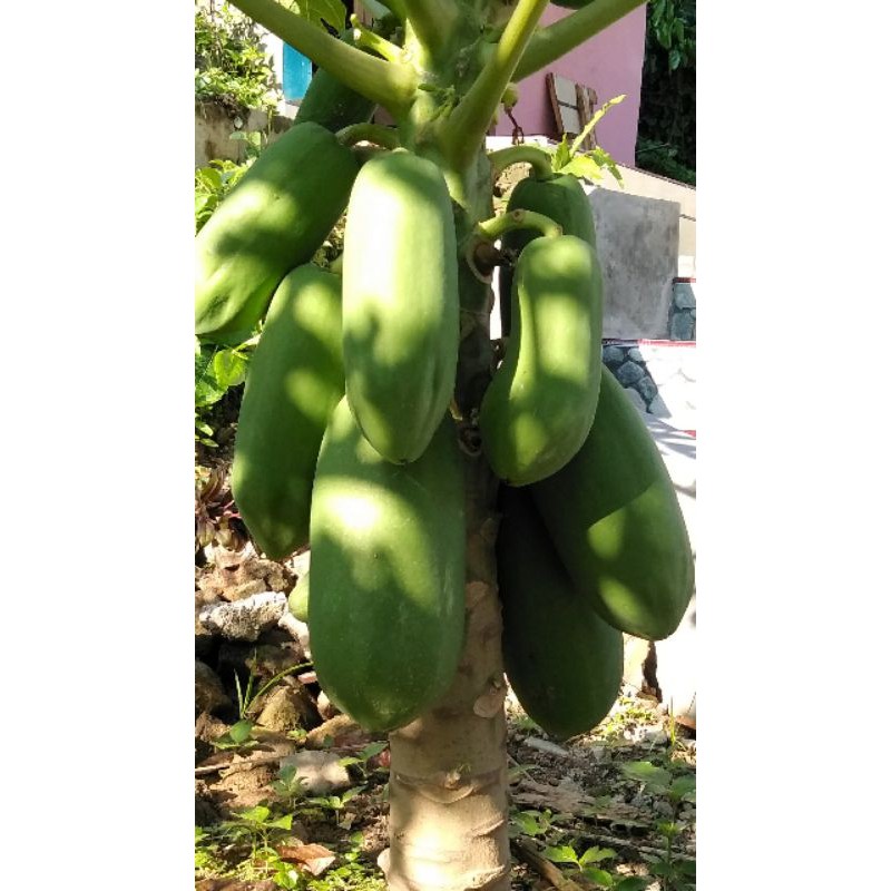 

Pepaya California CALINA