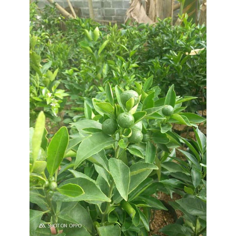 BIBIT MURAH JERUK SANTANG MADU BERBUNGA/BERBUAH