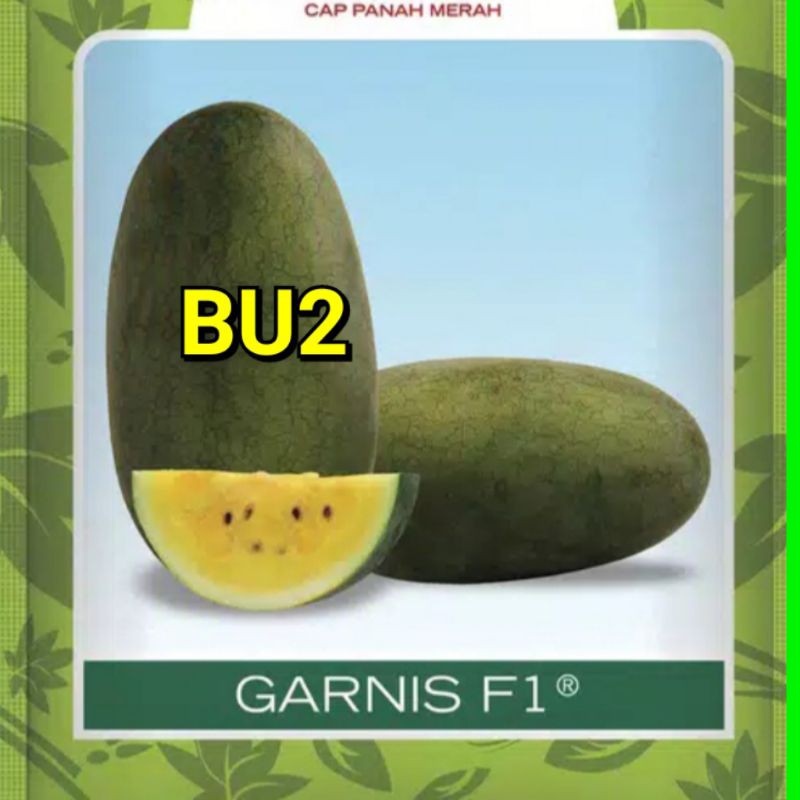 Benih Buah Semangka Merah Kuning Melon Pepaya California Timun Apel Suri Blewah Terong Belanda-BU2 Semangka Kuning