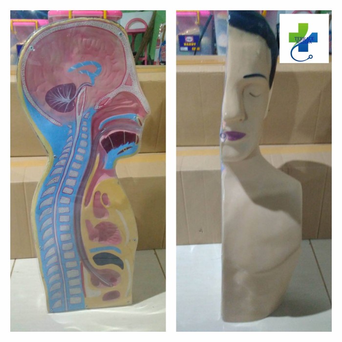 Phantom manikin / Alat peraga / NGT