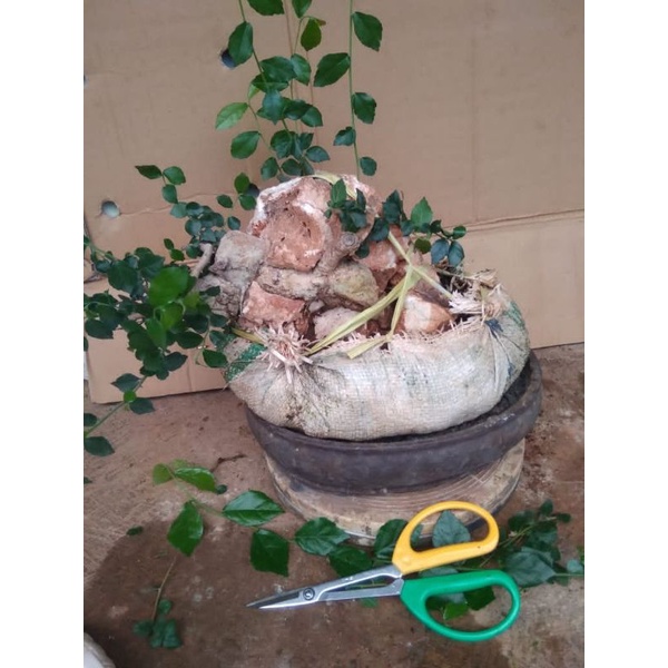 BONSAI SERUT ON THE ROCK ORIGINAL