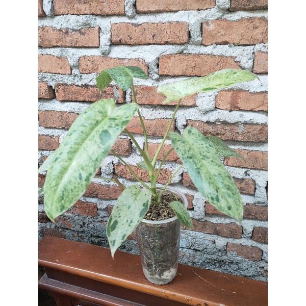 Philodendron Paraiso Verde - Tanaman Hias