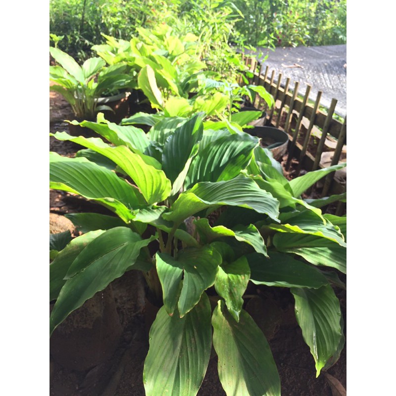 Kunyit Hitam Asli (Kaempferia Parviflora)