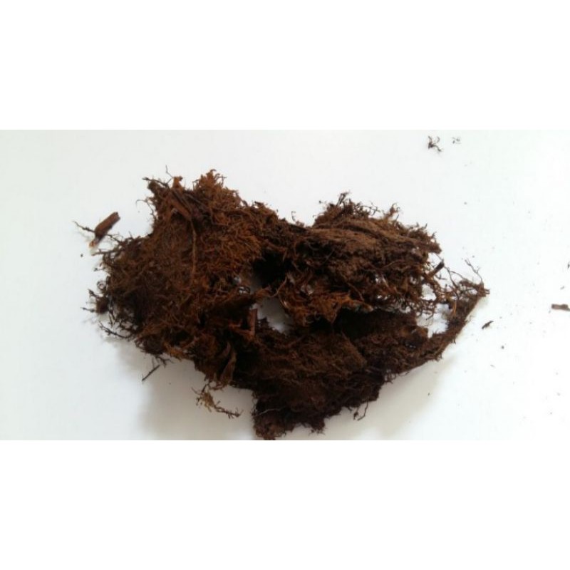 Media Tanam Spagnum Moss Lokal