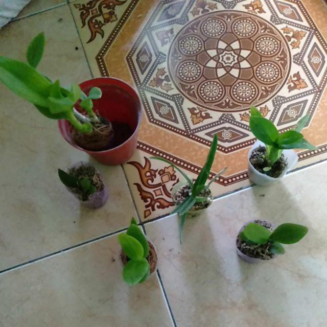 Seedling Gramma Tiger Paw