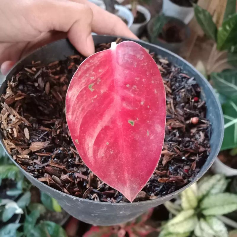 Aglonema Anakan Red Stardust mini.