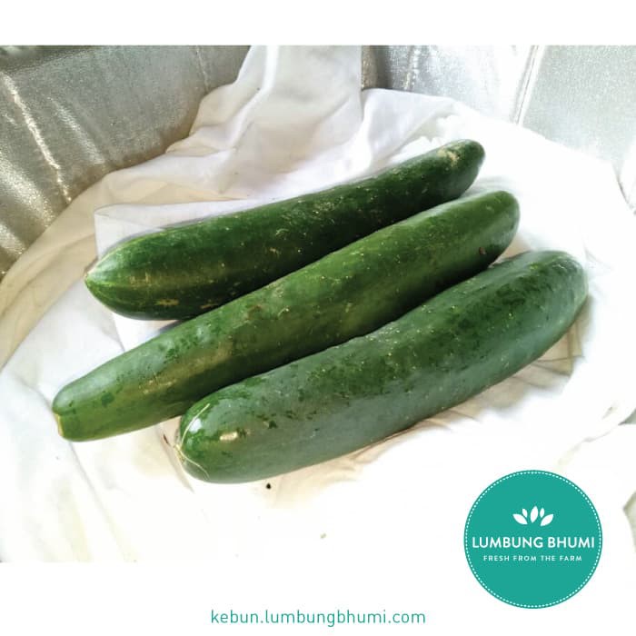 

BIG SALE TIMUN JEPANG - KYURI ( SAYUR - SAYURAN CURAH ) !!