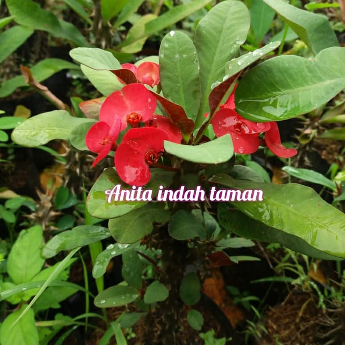 Tanaman eforbia bunga merah