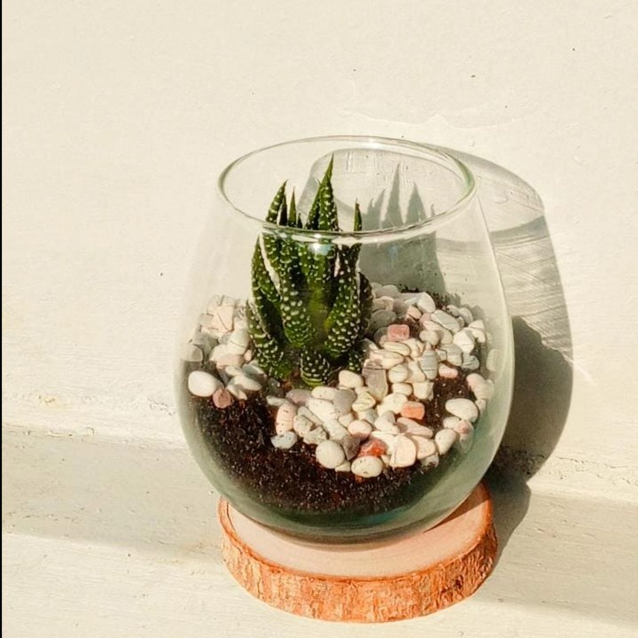 paket terarium gelas kaktus sukulen mini souvenir dekorasi terraglass tatakan kayu vas tanaman hias 