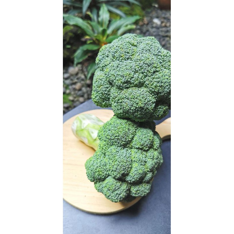

Brokoli Jepang Organik 500gr / Brocolli
