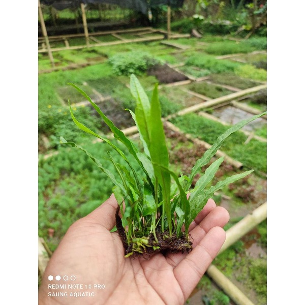 Kadaka / Tanaman Aquascape / Java Fern
