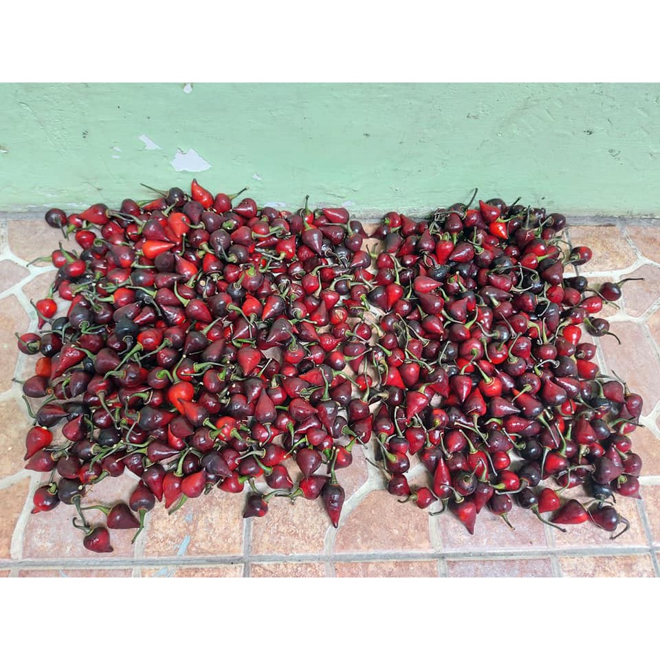 Benih Bibit Biji - Cabai Black Chupetinho Cabe Susu Bali Hitam Pepper Seeds - Buah Sangat Produktif