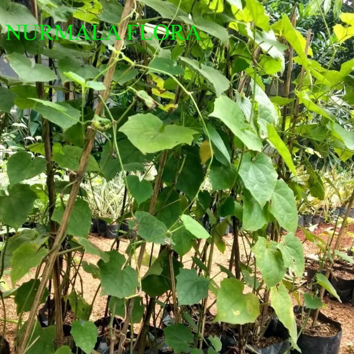 tanaman merambat tumbergia - pohon tumbergia