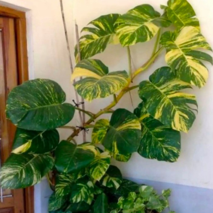 Bibit epipremnum aureum/monstera raisa-steksirih gading jumbo varigata