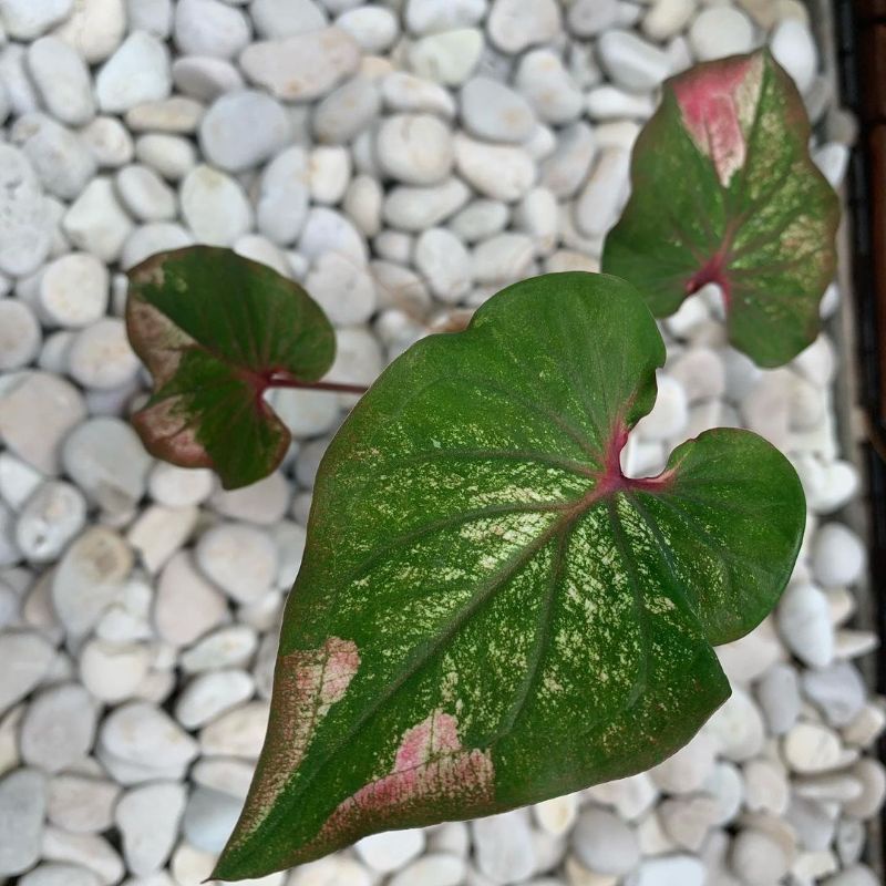 KELADI HANOMAN OBONG REMAJA KECIL [BISA COD]/Keladi merah merona/Keladi cantik/Keladi murah