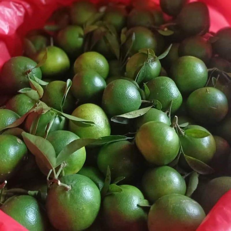 jeruk sonkit jeruk kunci lemon cui kasturi 500gr