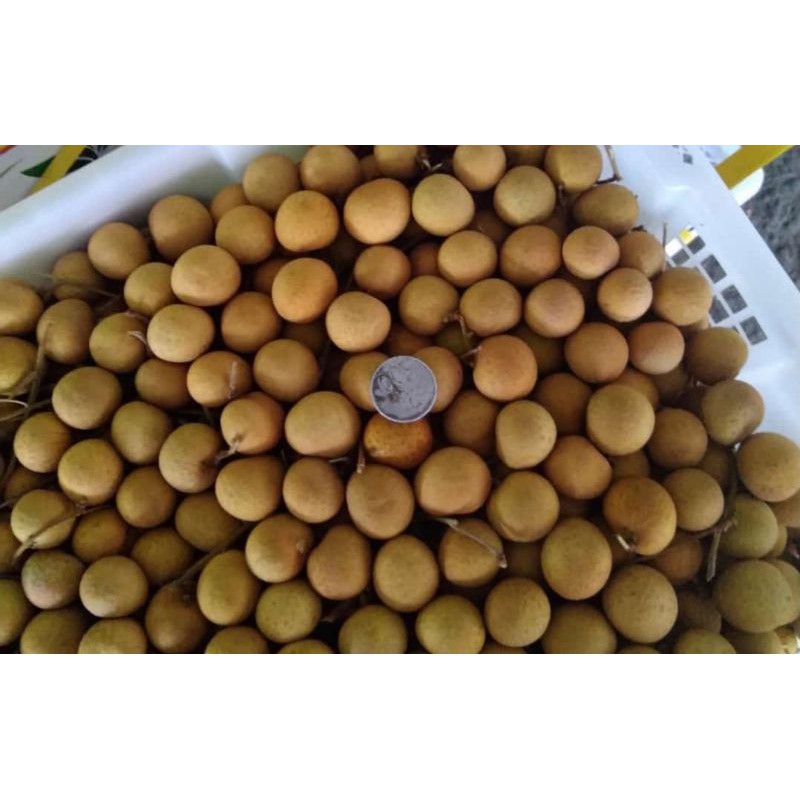 Buah Lengkeng Segar
