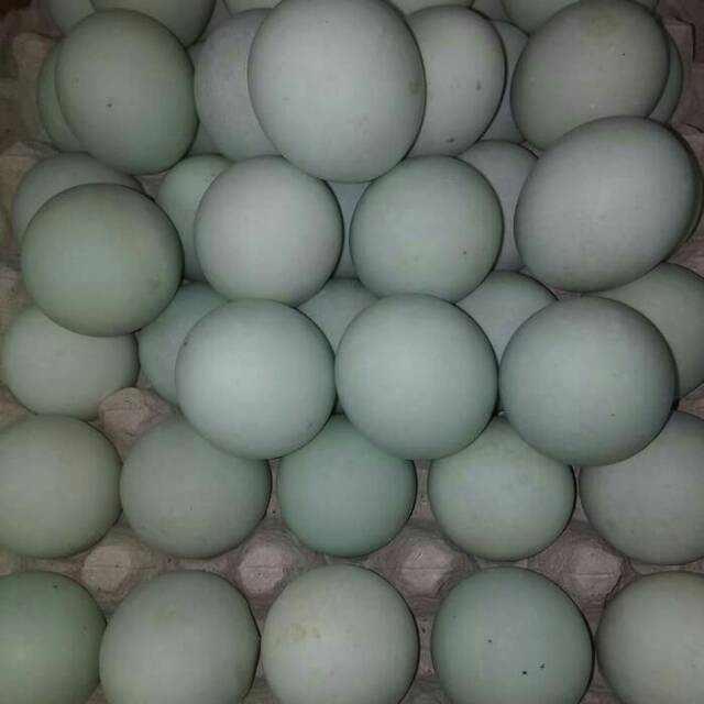 

Telur asin matang 5 butir