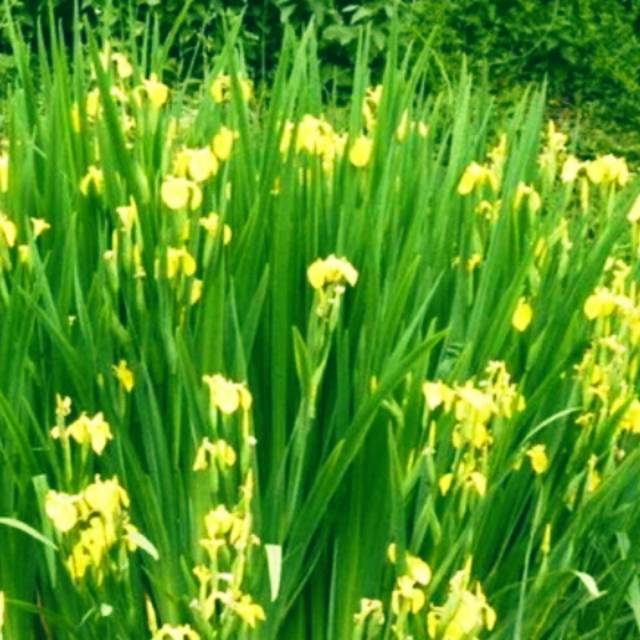Jual Tanaman Hias Airis Bunga Kuning Iris Pseudacorus Shopee Indonesia